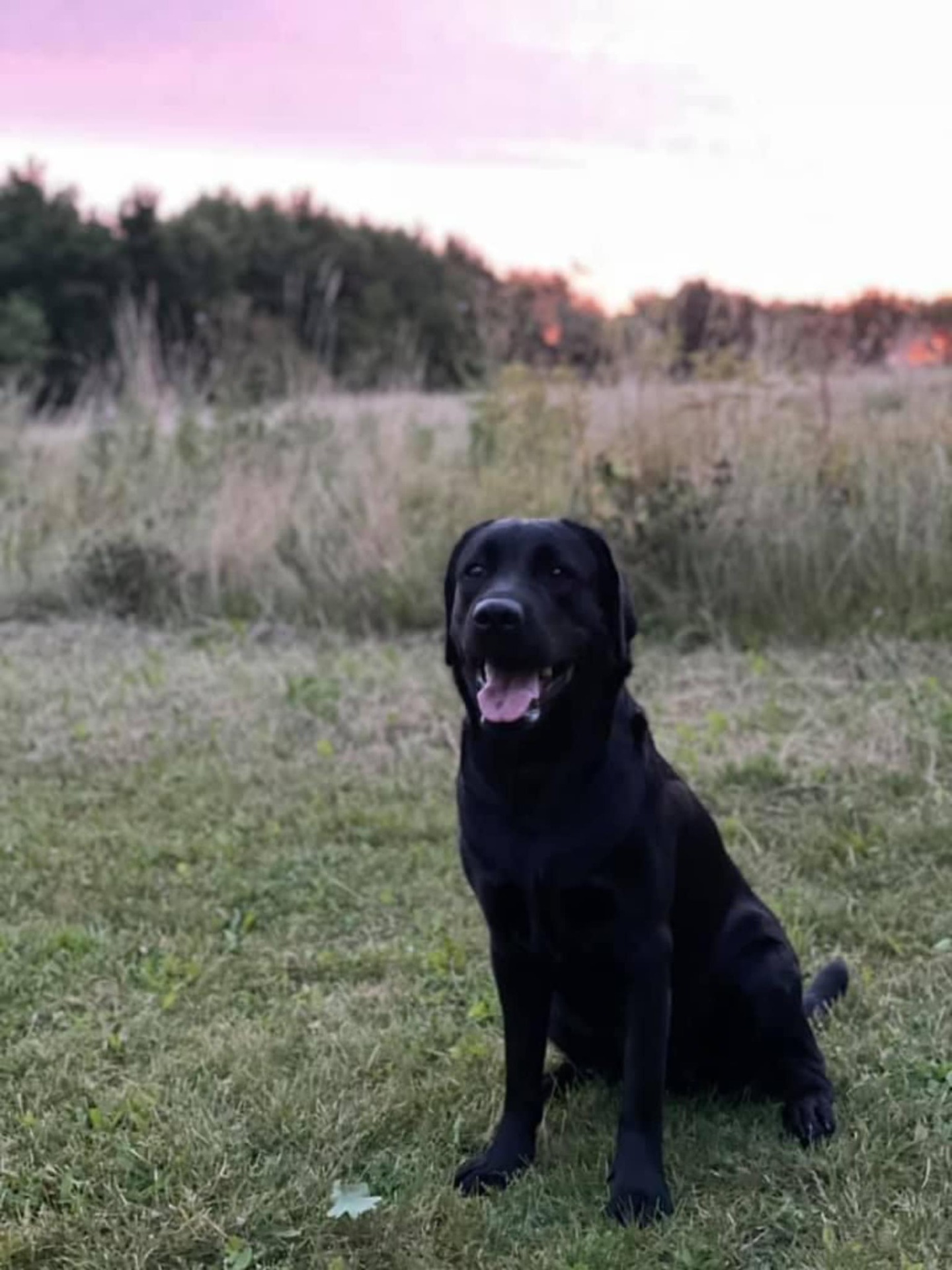 stemning billeder Kennel Cap De Lab
